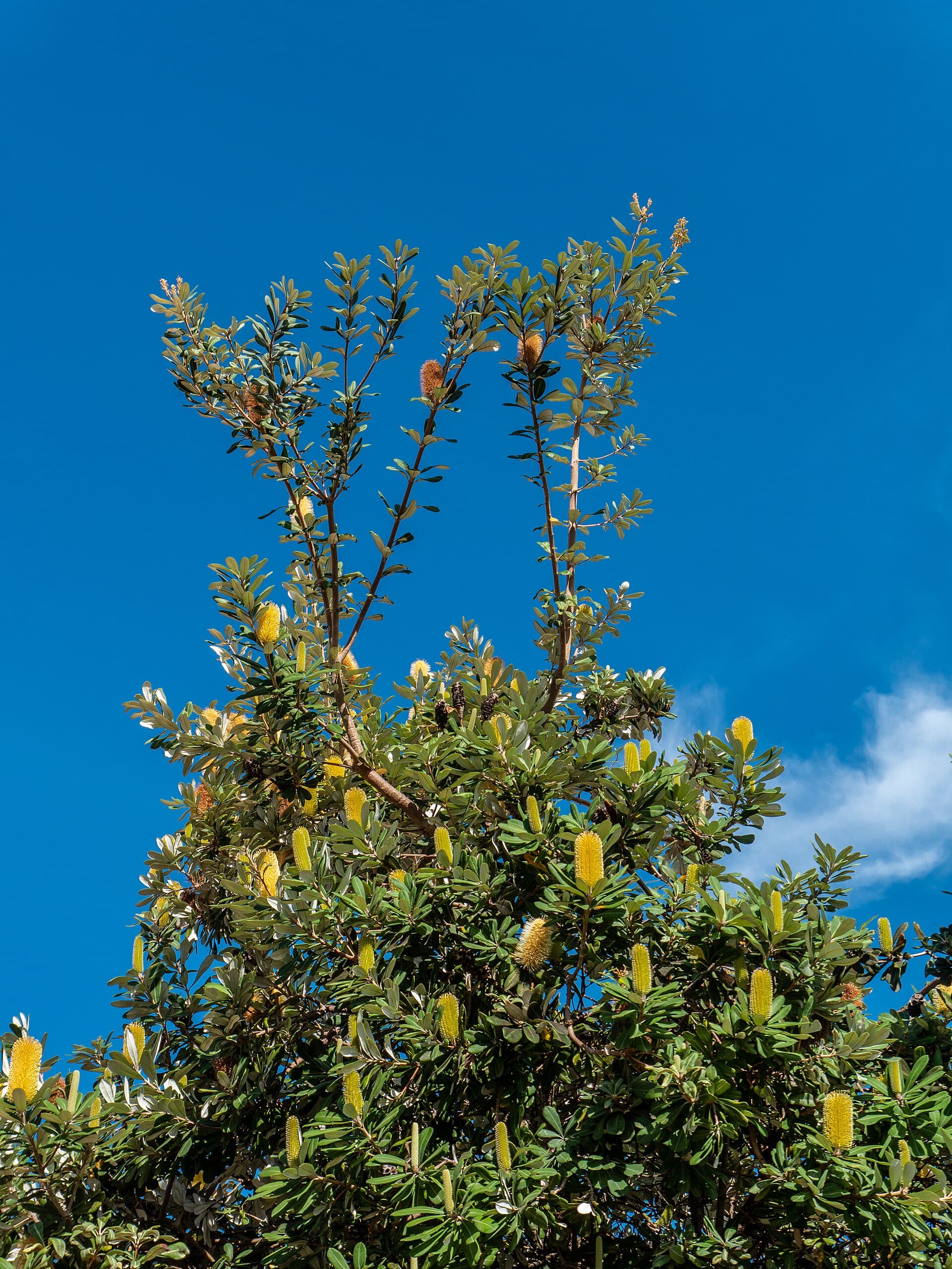 Cream banksia flowers on a coastal Australian shrub
