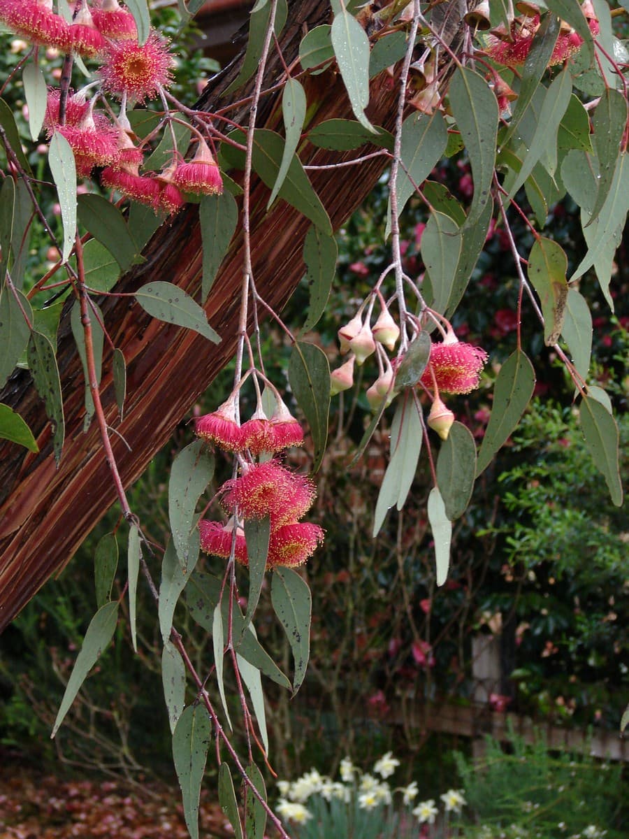 Weeping silver princess eucalyptus with dusty pink blossoms