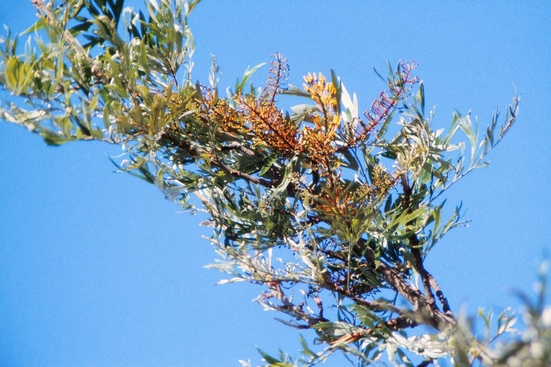 Golden grevillea flower spikes against green foliage