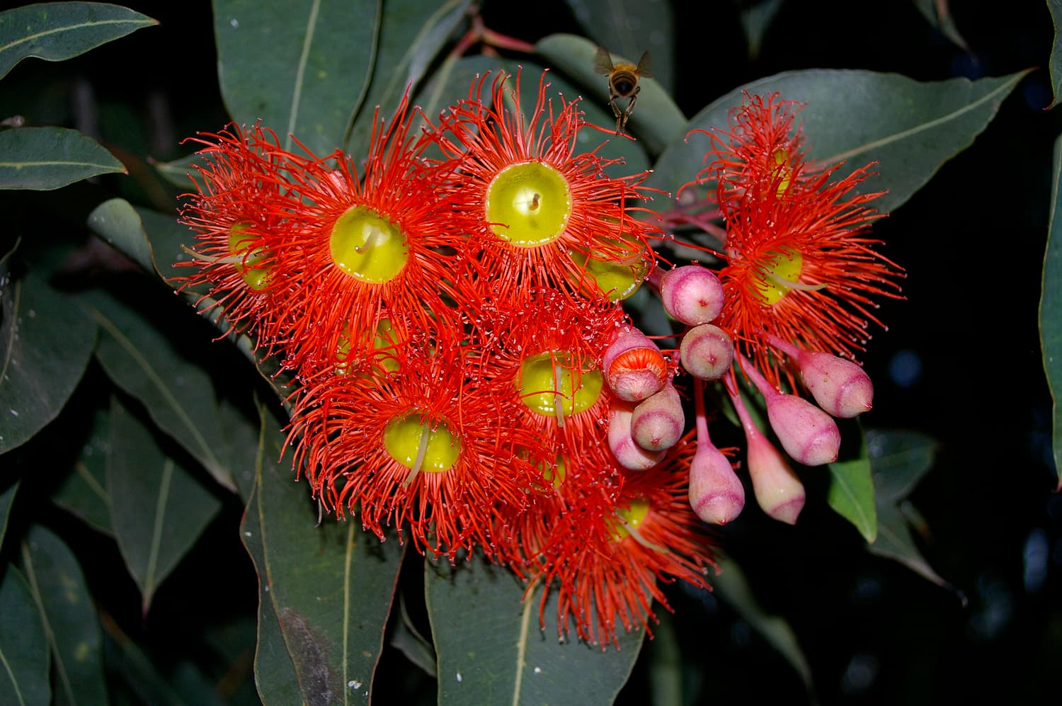 Red flowering gum blossom against dark green leaves