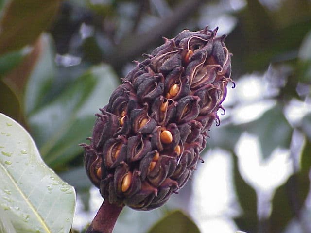 A cream magnolia bloom against dark leaves