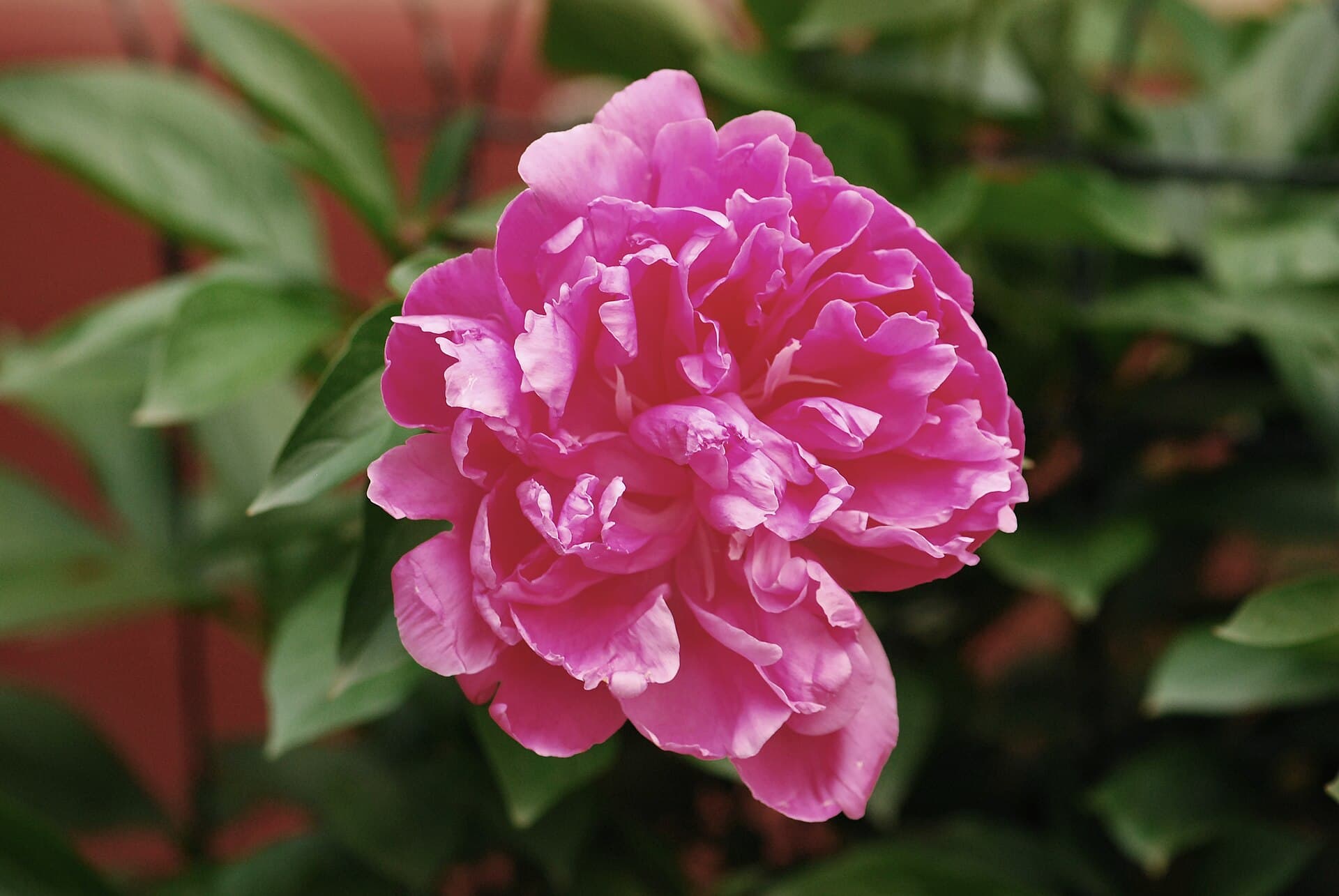 A pink peony in bloom