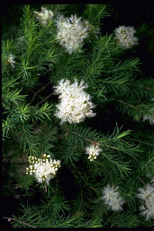 Tea-tree foliage and small white flowers, a familiar Australian botanical