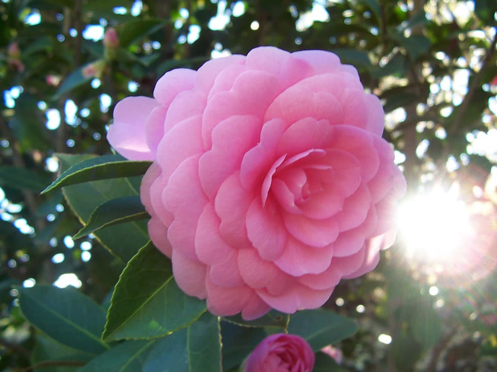 A pink camellia japonica flower