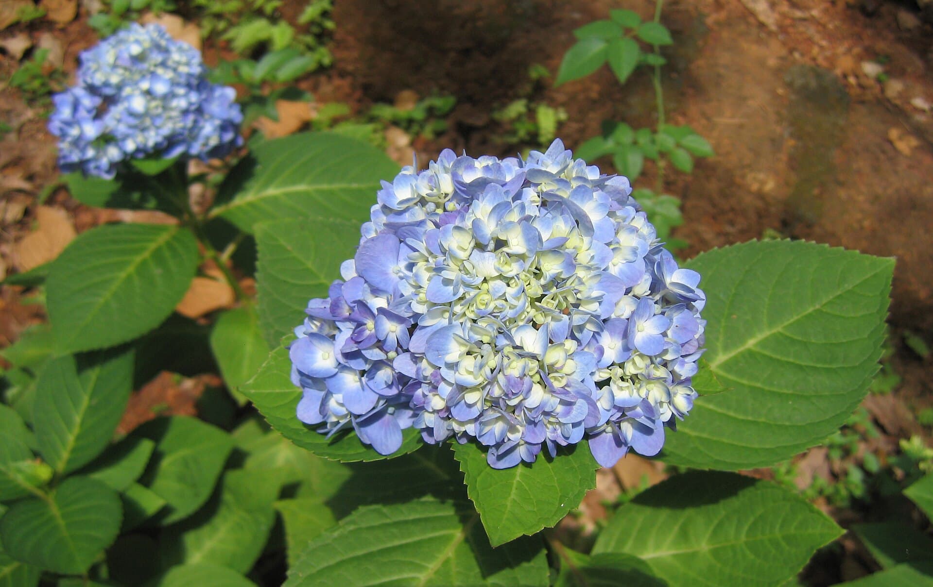 A mophead hydrangea with pale blue florets