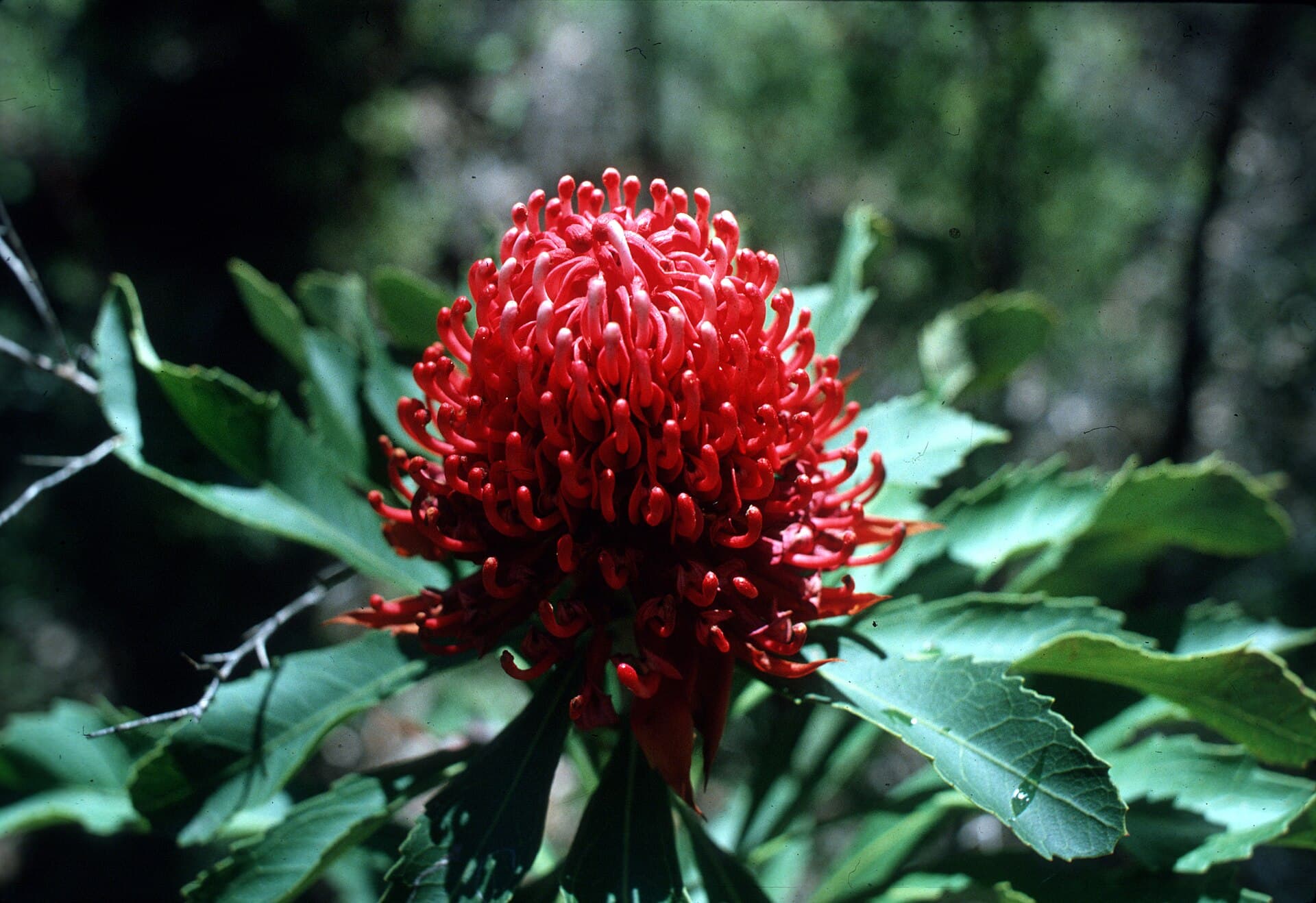 A New South Wales waratah flowering at Mount Wilson