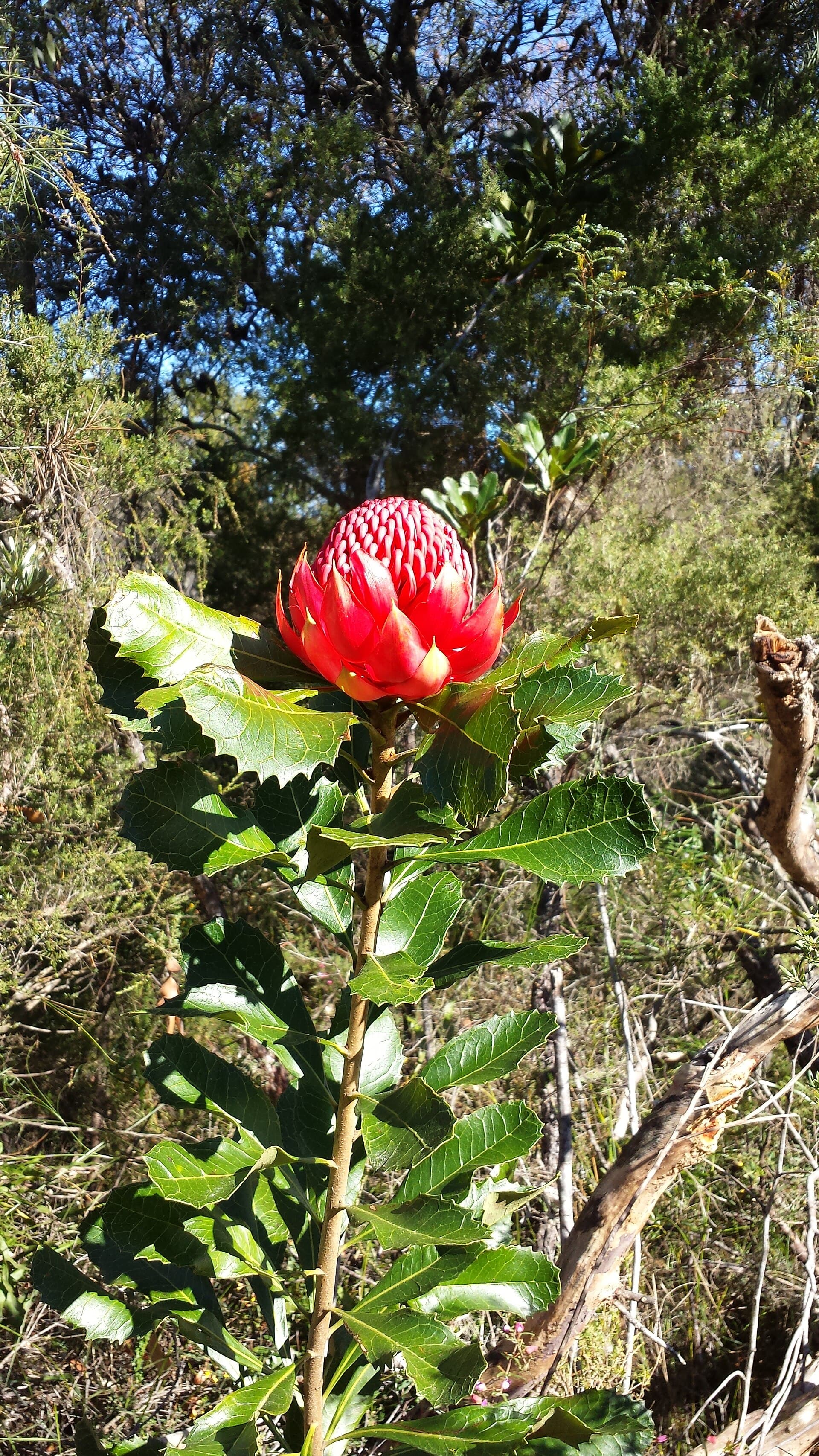 A New South Wales waratah in bloom